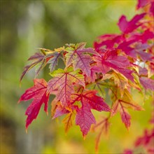 USA, Idaho, Bellevue, Close-up of red maple leaves in Fall near Sun Valley, Bellevue, Idaho, USA