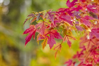 USA, Idaho, Bellevue, Close-up of red maple leaves in Fall near Sun Valley, Bellevue, Idaho, USA