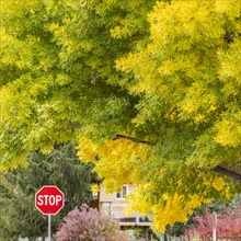 USA, Idaho, Bellevue, Stop sign and trees in Fall near Sun Valley, Bellevue, Idaho, USA