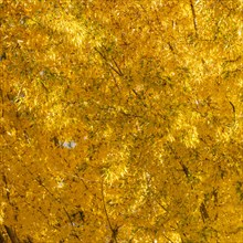 USA, Idaho, Bellevue, Close-up of tree with golden fall leaves, Bellevue, Idaho, USA