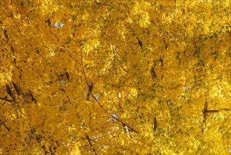 USA, Idaho, Bellevue, Close-up of tree with golden fall leaves, Bellevue, Idaho, USA