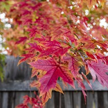 USA, Idaho, Bellevue, Close-up of red maple leaves at wooden fence near Sun Valley, Bellevue,