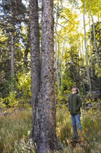 USA, New Mexico, Boy looking at tall tree in Santa Fe National Forest, Santa Fe, New Mexico, USA