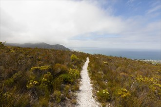 South Africa, Hermanus, Fernkloof Nature Reserve landscape and trail, Hermanus, , South Africa