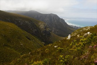 South Africa, Hermanus, Fernkloof Nature Reserve landscape, Hermanus, , South Africa