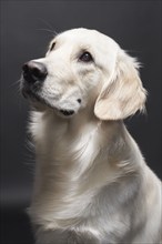 Studio portrait of mixed breed Retriever, Austin, Texas, USA