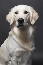 Studio portrait of mixed breed Retriever, Austin, Texas, USA