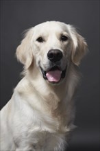 Studio portrait of mixed breed Retriever, Austin, Texas, USA