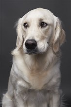 Studio portrait of mixed breed Retriever, Austin, Texas, USA