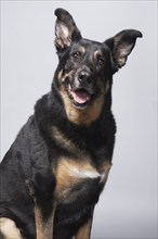 Studio portrait of mixed breed German shepherd, Austin, Texas, USA