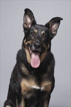 Studio portrait of mixed breed German shepherd, Austin, Texas, USA