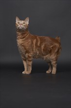 Studio portrait of ginger cat, Austin, Texas, USA