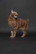 Studio portrait of ginger cat, Austin, Texas, USA