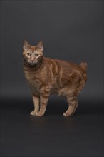 Studio portrait of ginger cat, Austin, Texas, USA