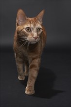 Studio portrait of ginger cat, Austin, Texas, USA