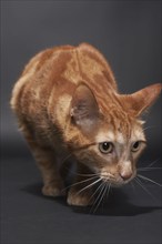 Studio portrait of ginger cat, Austin, Texas, USA