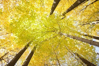 USA, New Jersey, Chatham, Low angle view of tall yellow autumn sugar maples, Chatham, New Jersey,