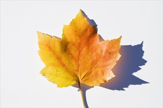 USA, New Jersey, Chatham, Orange and yellow autumn sugar maple leaf on white background, Chatham,