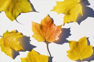 USA, New Jersey, Chatham, Orange and yellow autumn sugar maple leaves on white background, Chatham,