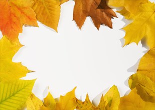 USA, New Jersey, Chatham, Frame of orange and yellow autumn sugar maple leaves on white background,