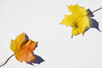 USA, New Jersey, Chatham, Orange and yellow autumn sugar maple leaves on white background, Chatham,