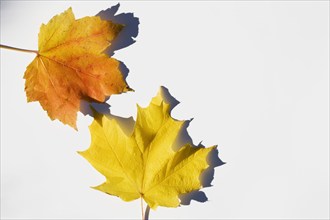 USA, New Jersey, Chatham, Orange and yellow autumn sugar maple leaves on white background, Chatham,