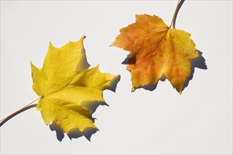 USA, New Jersey, Chatham, Orange and yellow autumn sugar maple leaves on white background, Chatham,