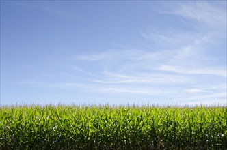 USA, New Jersey, Stillwater, Wispy clouds above cornfield, Stillwater, New Jersey, USA