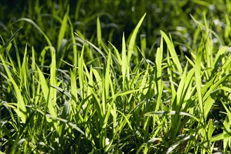 USA, New York State, New York City, Close-up of blades of grass in sunlight, New York City, New