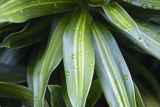 Close-up of tropical leaves with raindrops, , St. John, US Virgin Islands