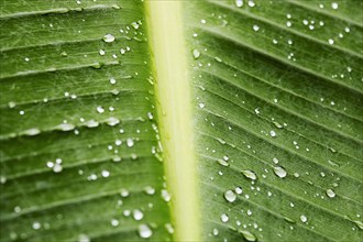 Close-up of palm leaf with raindrops, , St. John, US Virgin Islands