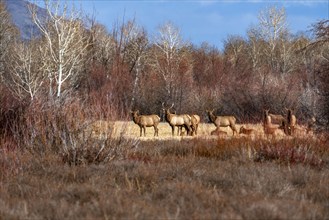 Herd of elk in grassland with forest in background, Bellevue, Idaho, USA