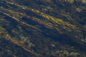 Close-up of underwater vegetation in Silver Creek, Bellevue, Idaho, USA