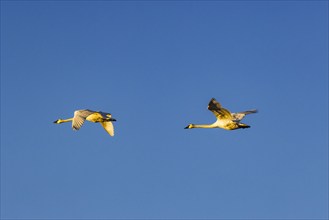 Two Trumpeter Swans flying against blue sky at sunset, Bellevue, Idaho, USA