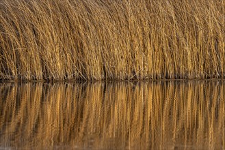 Golden reeds in spring creek at Silver Creek Preserve, Bellevue, Idaho, USA