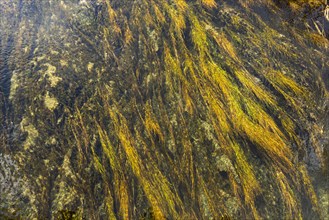 Close-up of underwater vegetation in Silver Creek, Bellevue, Idaho, USA