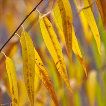 Close-up of yellow leaves of willow in fall , Springdale, Utah, USA