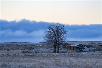 Abandoned hut next to bare tree in landscape covered with frost, Picabo, Idaho, USA