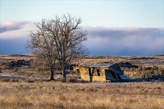 Abandoned hut next to bare tree in landscape, Picabo, Idaho, USA