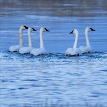 Trumpeter Swans floating on spring creek in winter, Bellevue, Idaho, USA