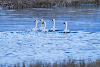 Trumpeter Swans floating on spring creek in winter, Bellevue, Idaho, USA