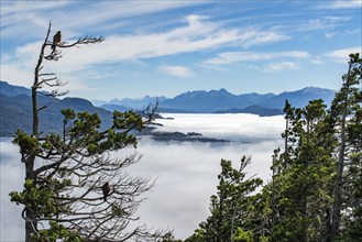 Hawks perching in tree above mountain lakes covered with low clouds, Bariloche, , Argentina