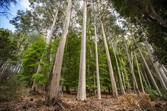 Tall Eucalyptus trees growing on Victoria Island, Bariloche, Rio Negro, Argentina