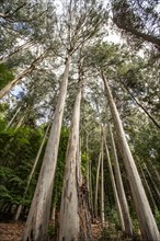 Tall Eucalyptus trees growing on Victoria Island, Bariloche, Rio Negro, Argentina