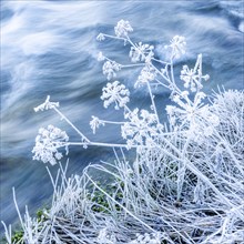 Frost covered plants and blue water, Picabo, Idaho, USA