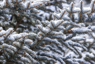 Close-up of pine branches covered with fresh snow, , , USA