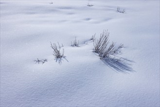 Tops of grass above snow covering field, Sun Valley, Idaho, USA