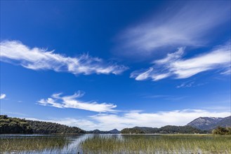 Wispy clouds above calm lake with reeds, Bariloche, , Argentina