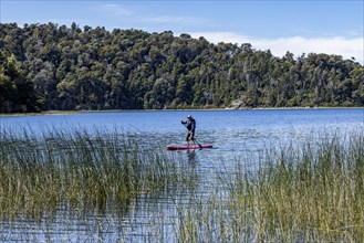 Man on stand up paddleboard (SUP) in lake with reeds, Bariloche, , Argentina