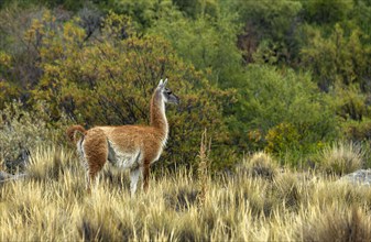 Wild guanaco in grassy field on Estancia Arroyo Verde, Estancia Arroyo Verde, Nequen Province,